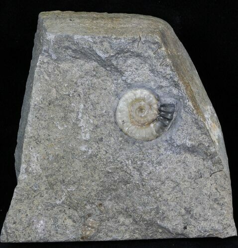 Promicroceras Ammonite - Dorset, England #30716